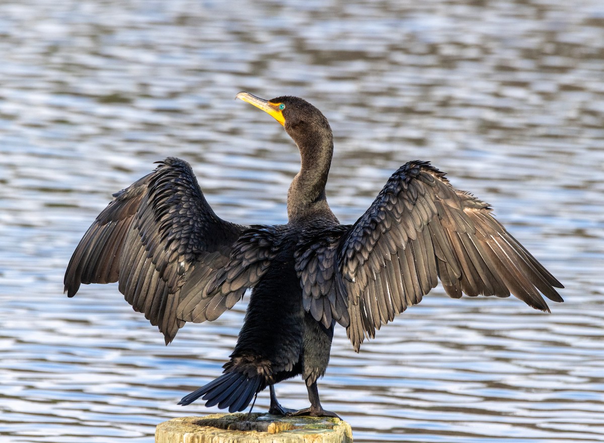 totoppskarv - ML646366225