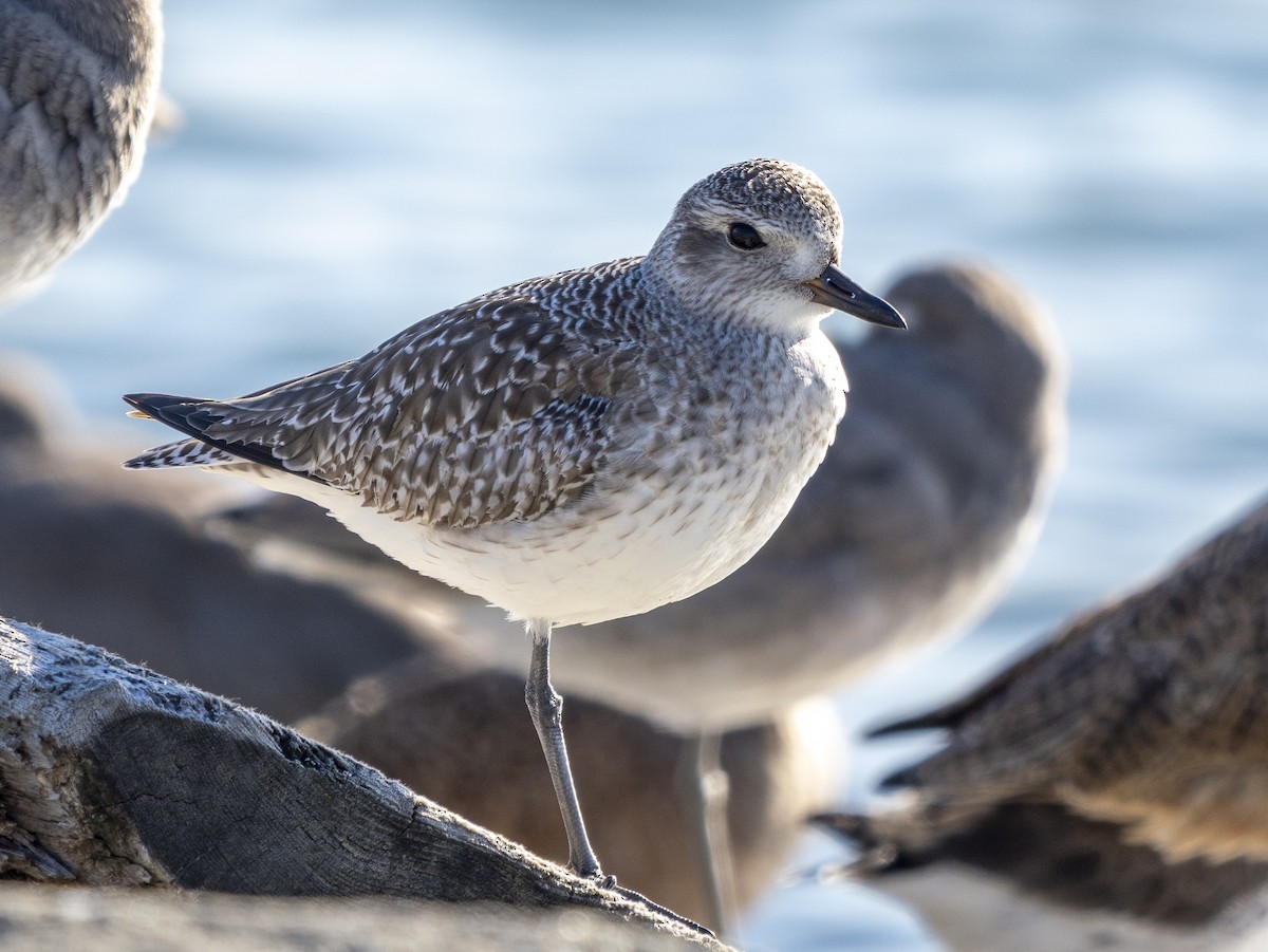 Chorlito Gris - ML646366226