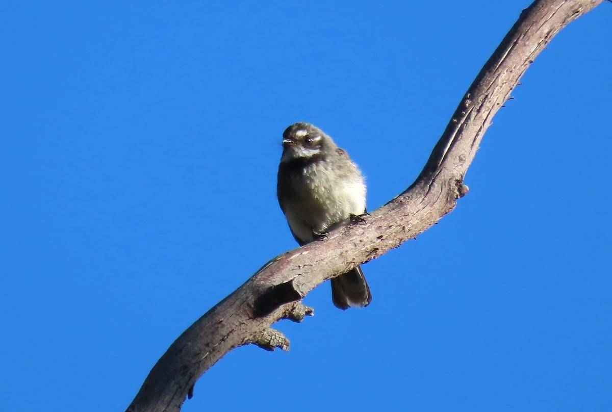Віялохвістка сиза - ML646366227