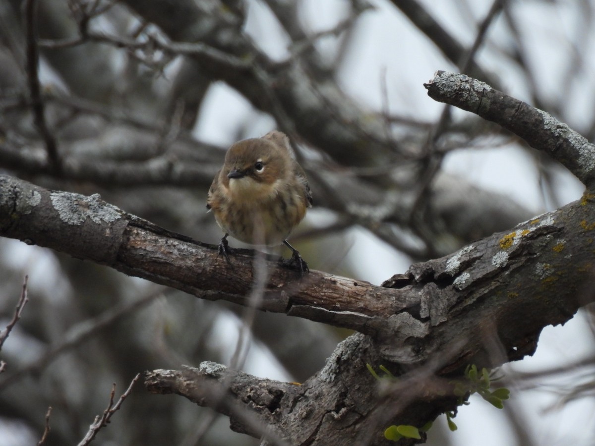 lesňáček žlutoskvrnný - ML646366228