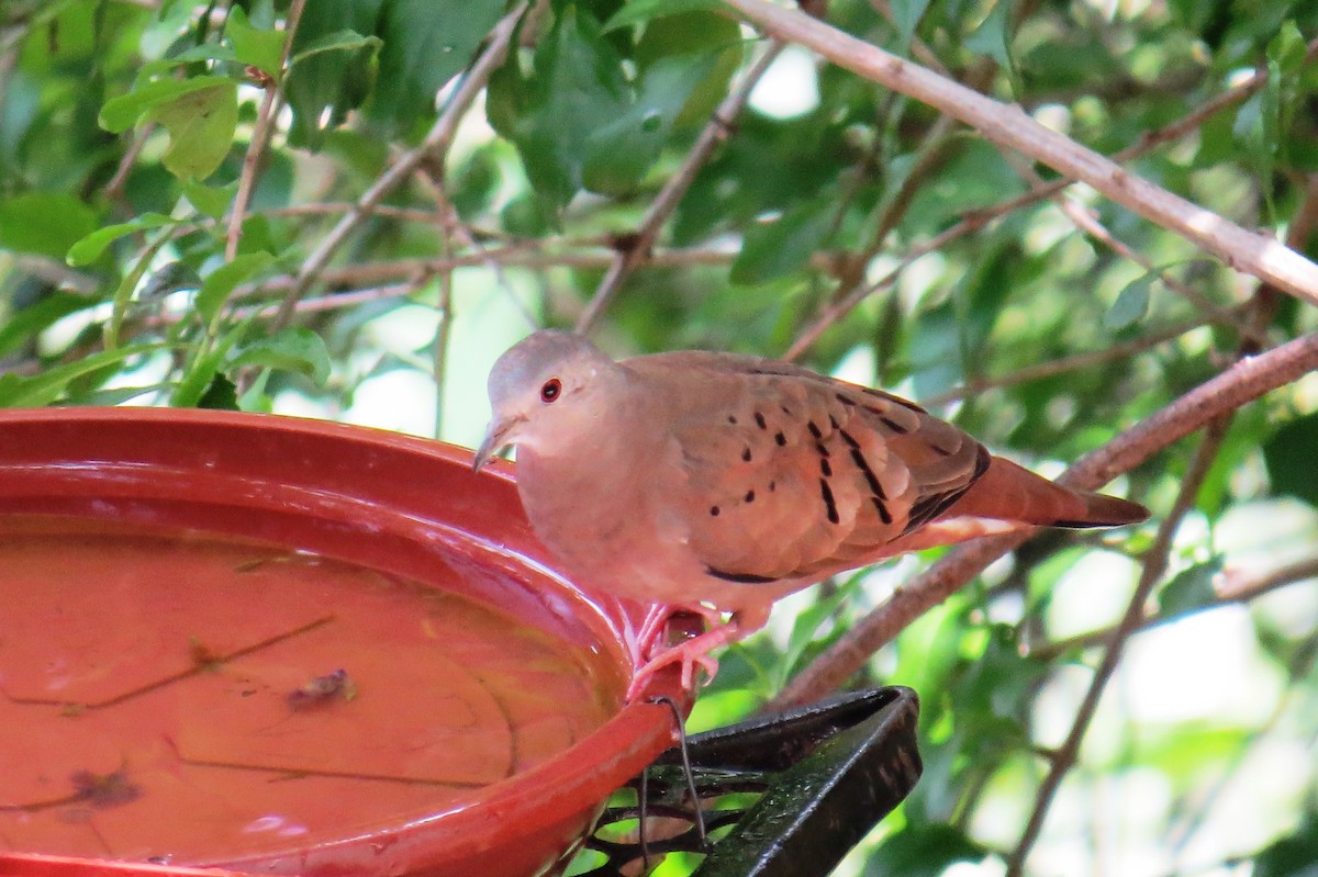 Ruddy Ground Dove - ML646366229
