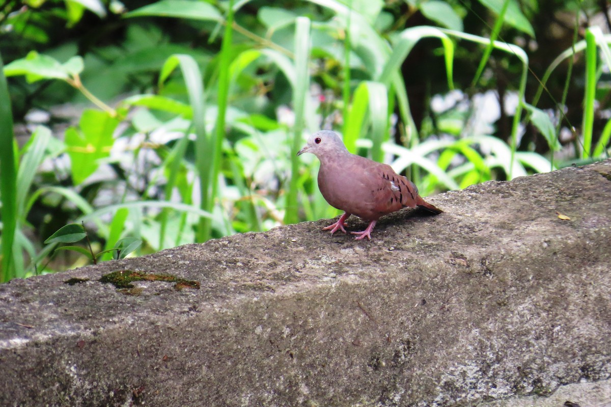 Ruddy Ground Dove - ML646366230