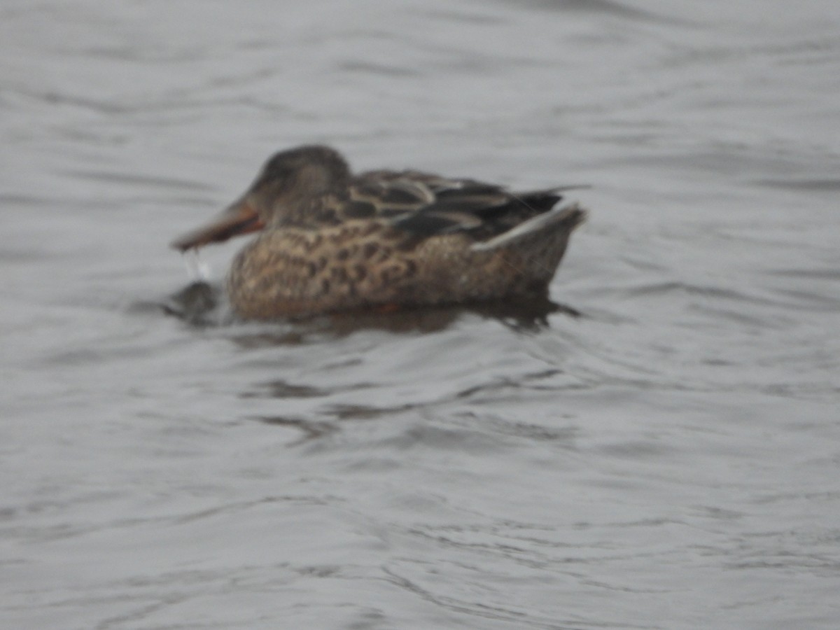 Northern Shoveler - ML646366231