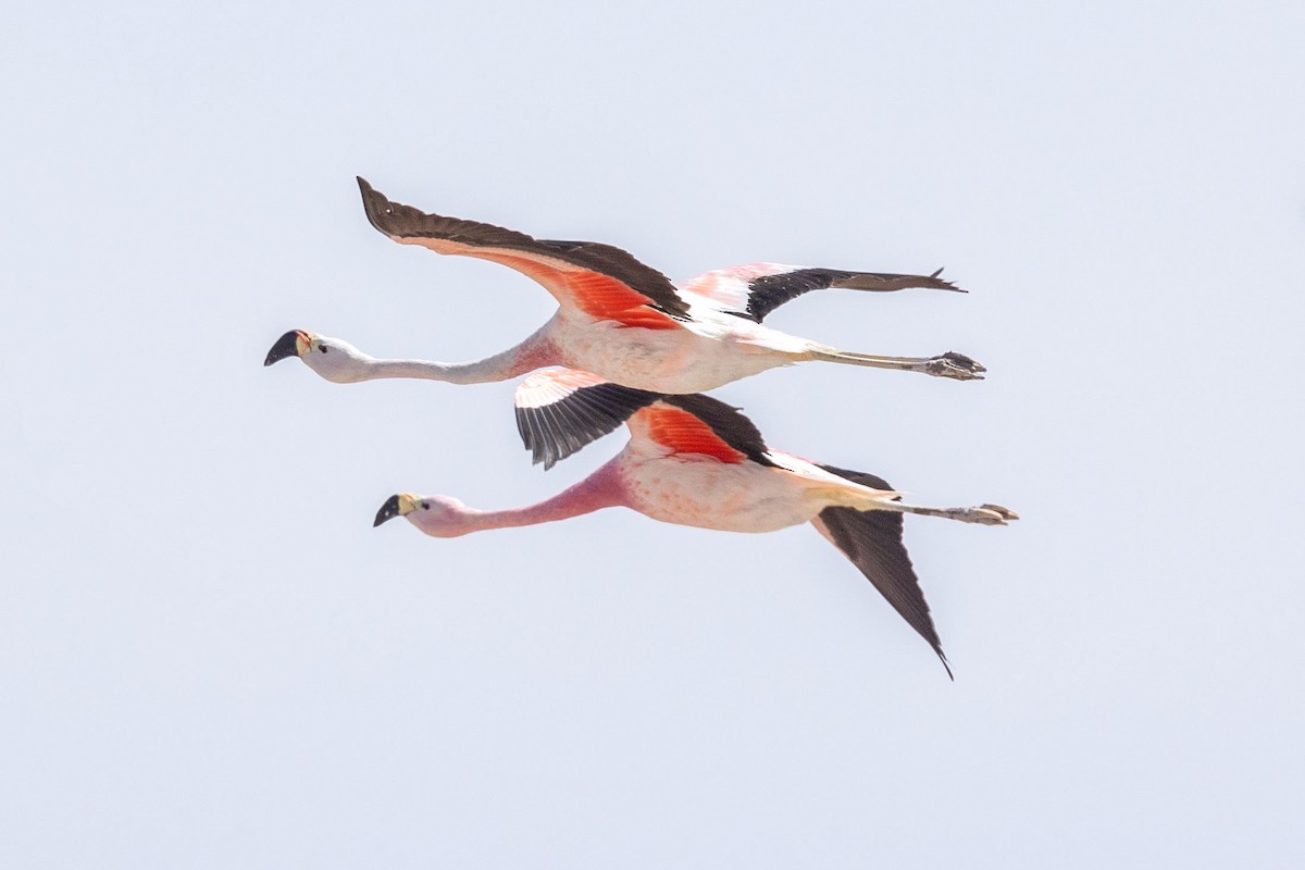 Andean Flamingo - ML646366232