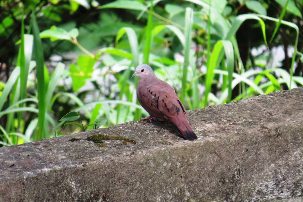 Ruddy Ground Dove - ML646366233
