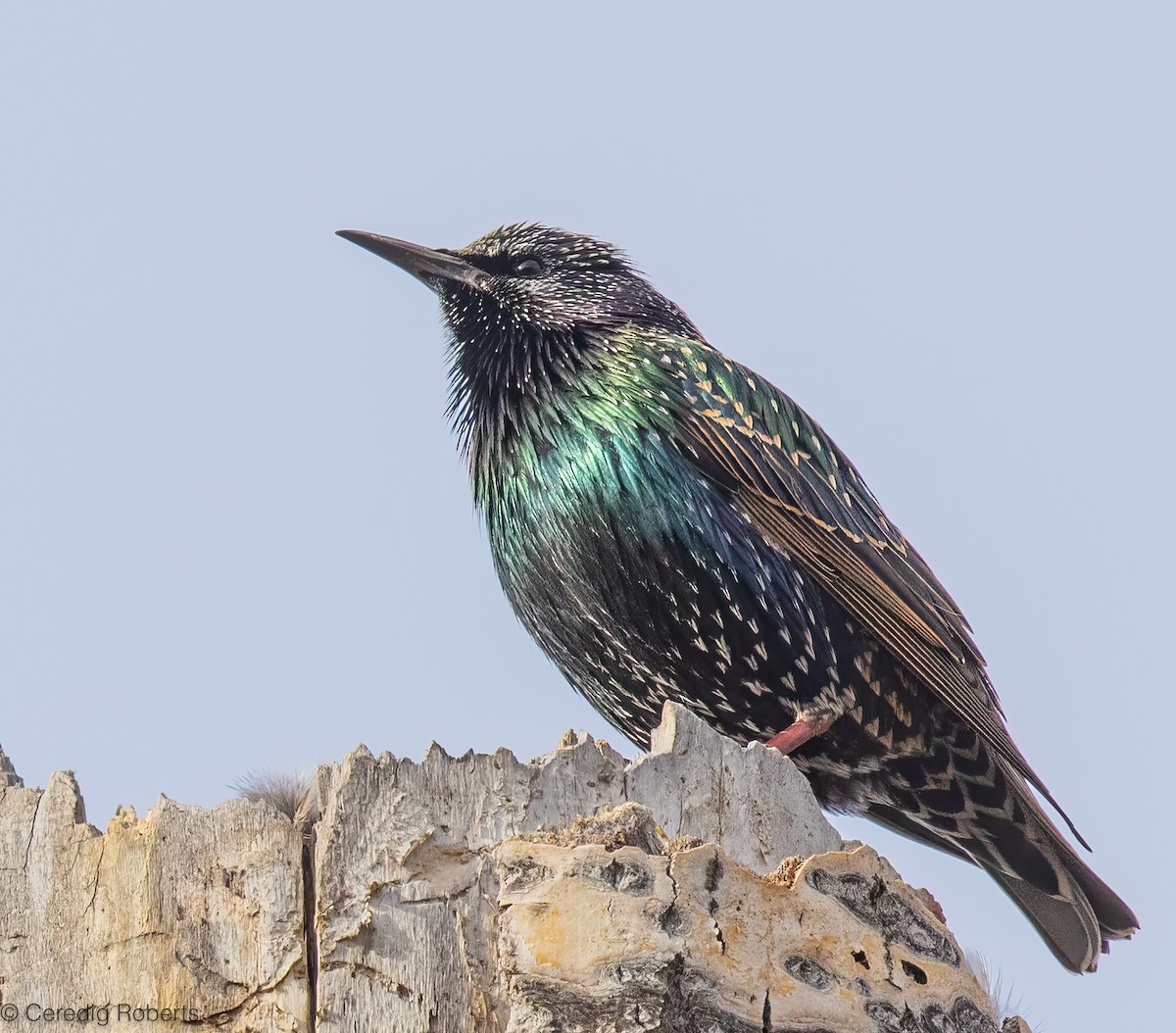 European Starling - ML646366235