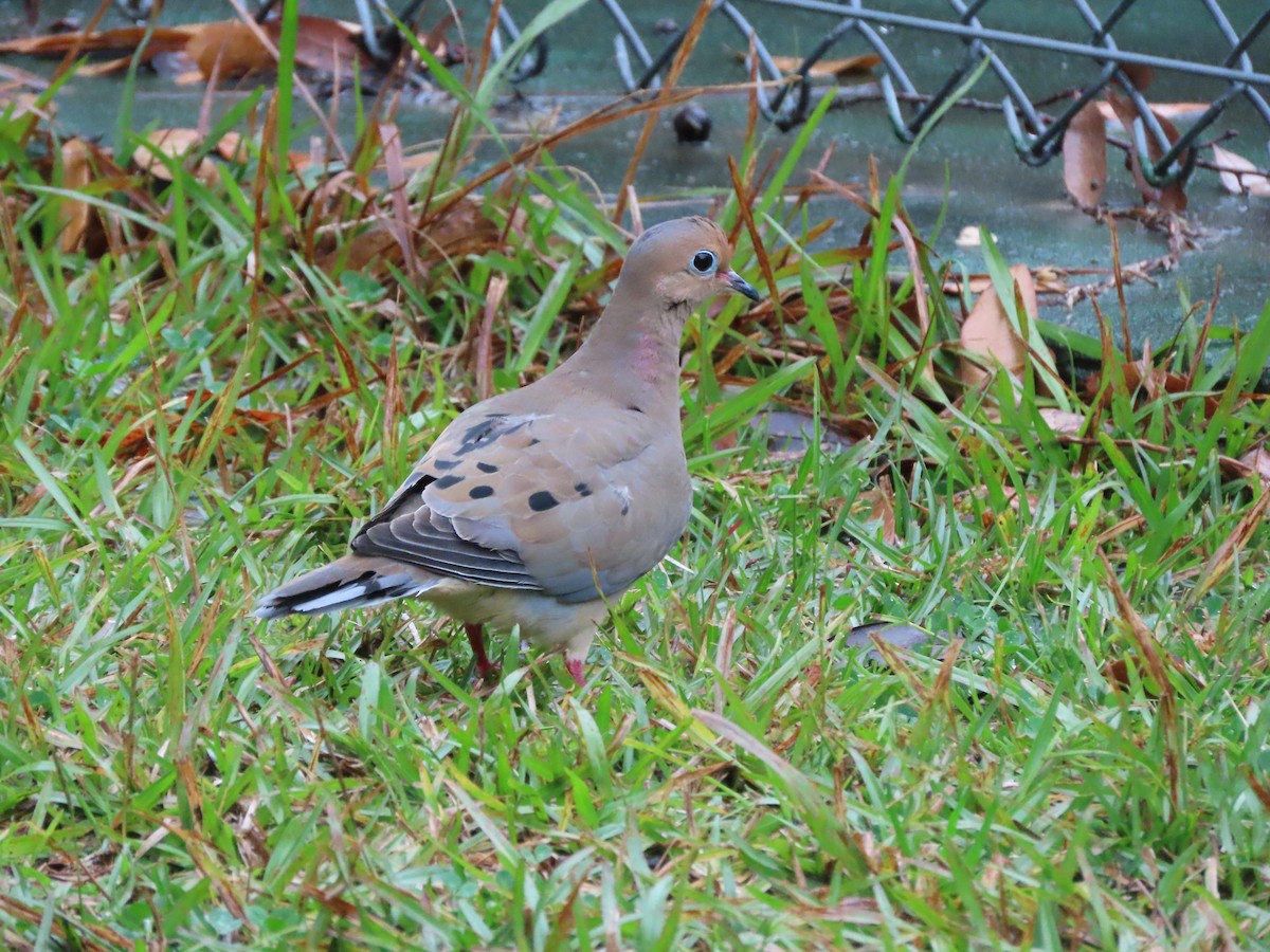 Uzun Kuyruklu Kumru - ML646366238