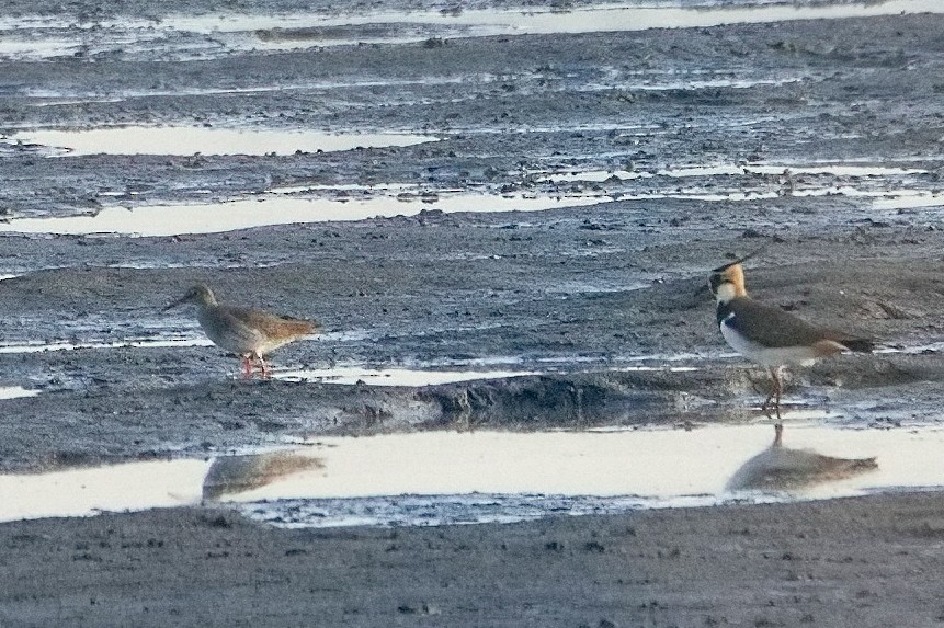 Common Redshank - ML646366239
