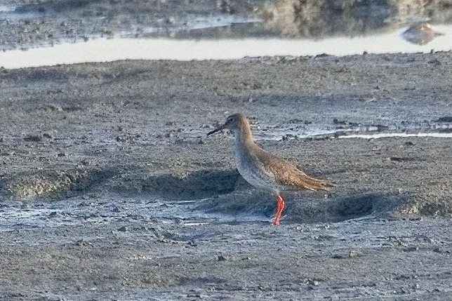 Common Redshank - ML646366240