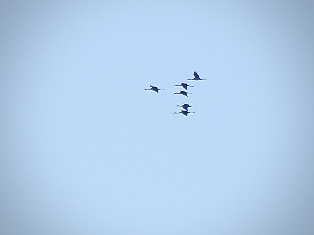 Sandhill Crane - ML646366241