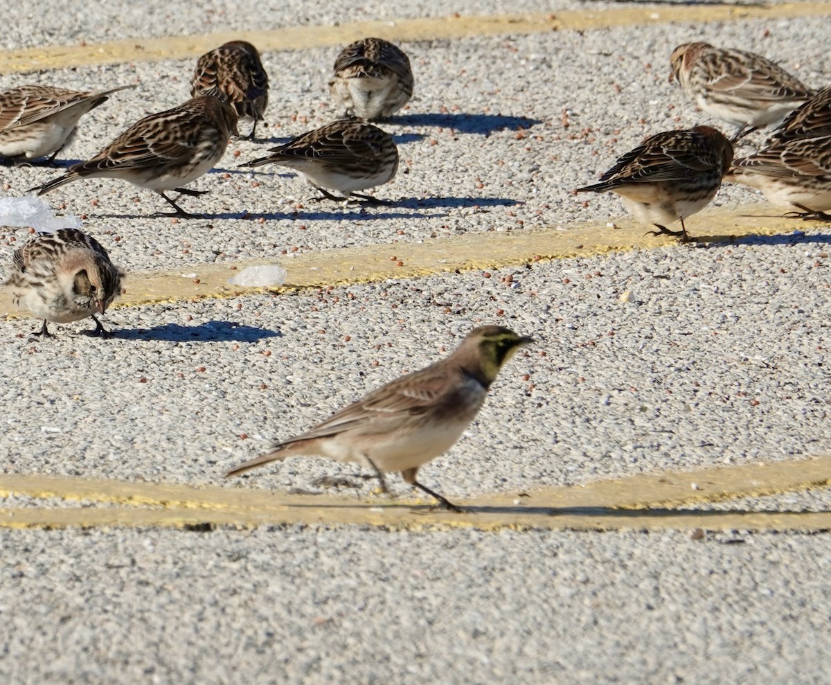 Kulaklı Toygar - ML646366245