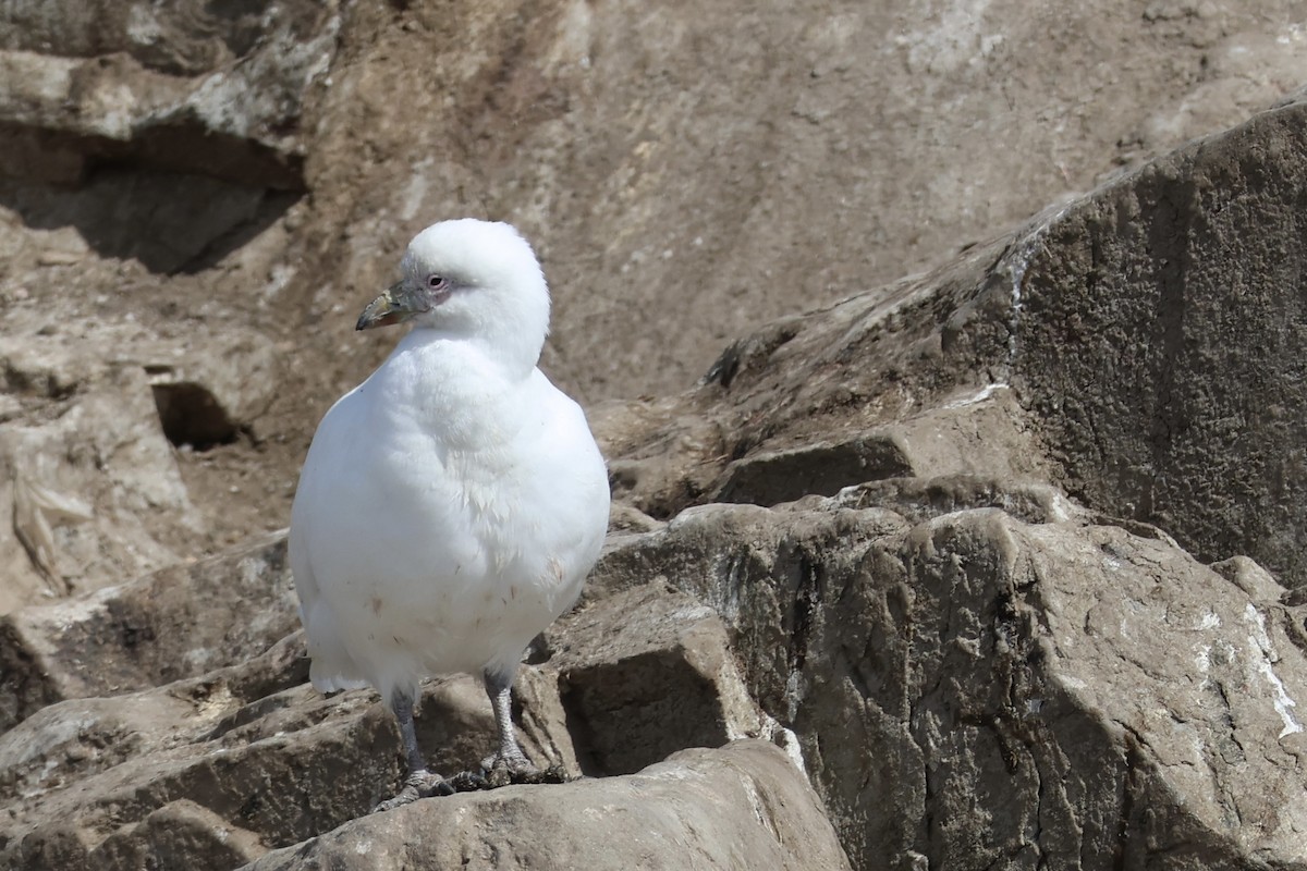 Ak Kıngaga - ML646366246