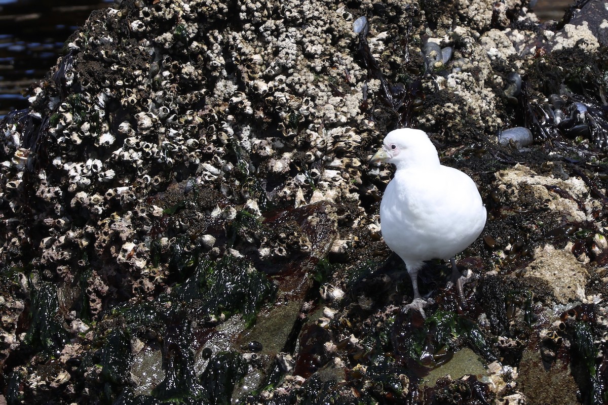 Ak Kıngaga - ML646366247