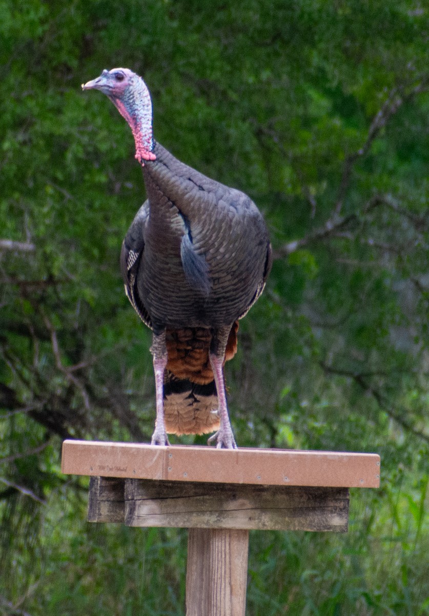 Wild Turkey - ML646366248