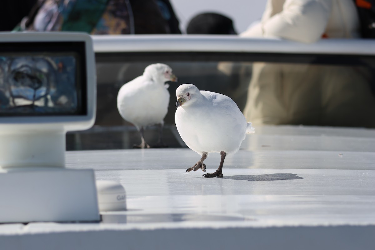 Ak Kıngaga - ML646366249