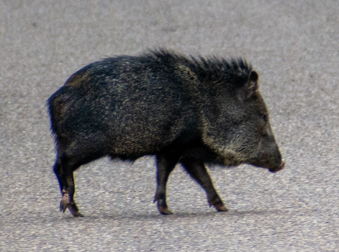 Animals - ML646366250