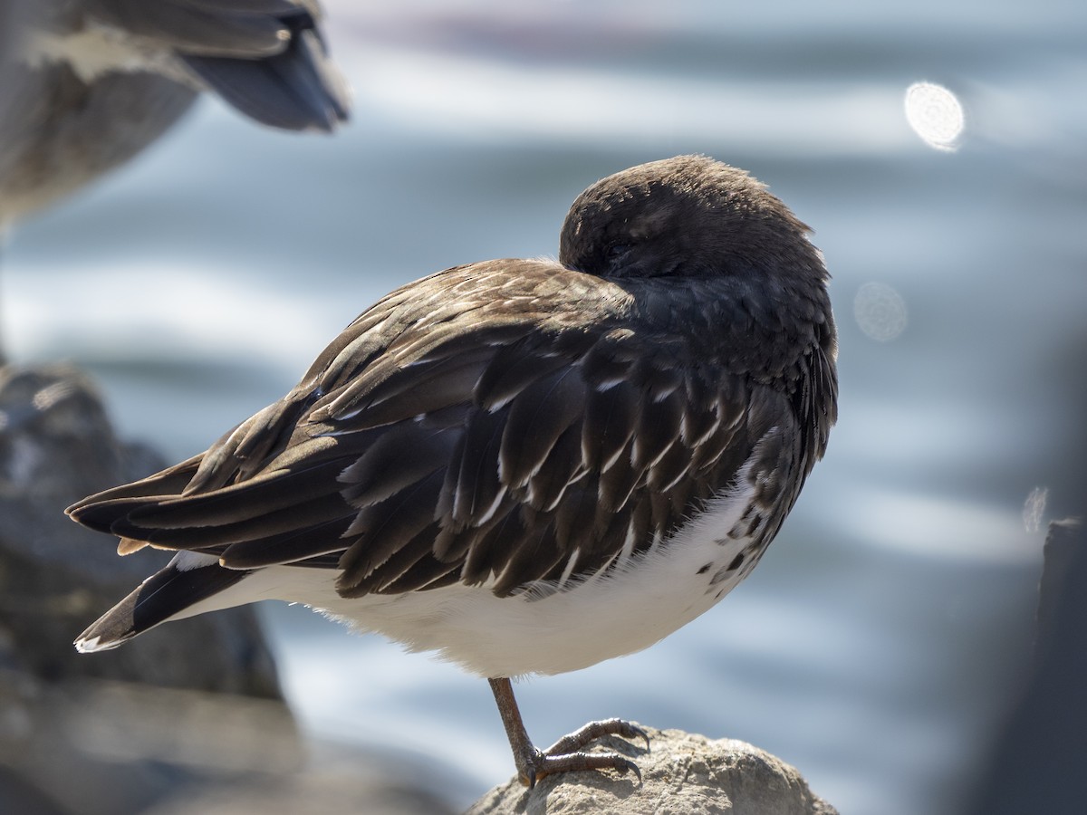 Kara Taşçeviren - ML646366251