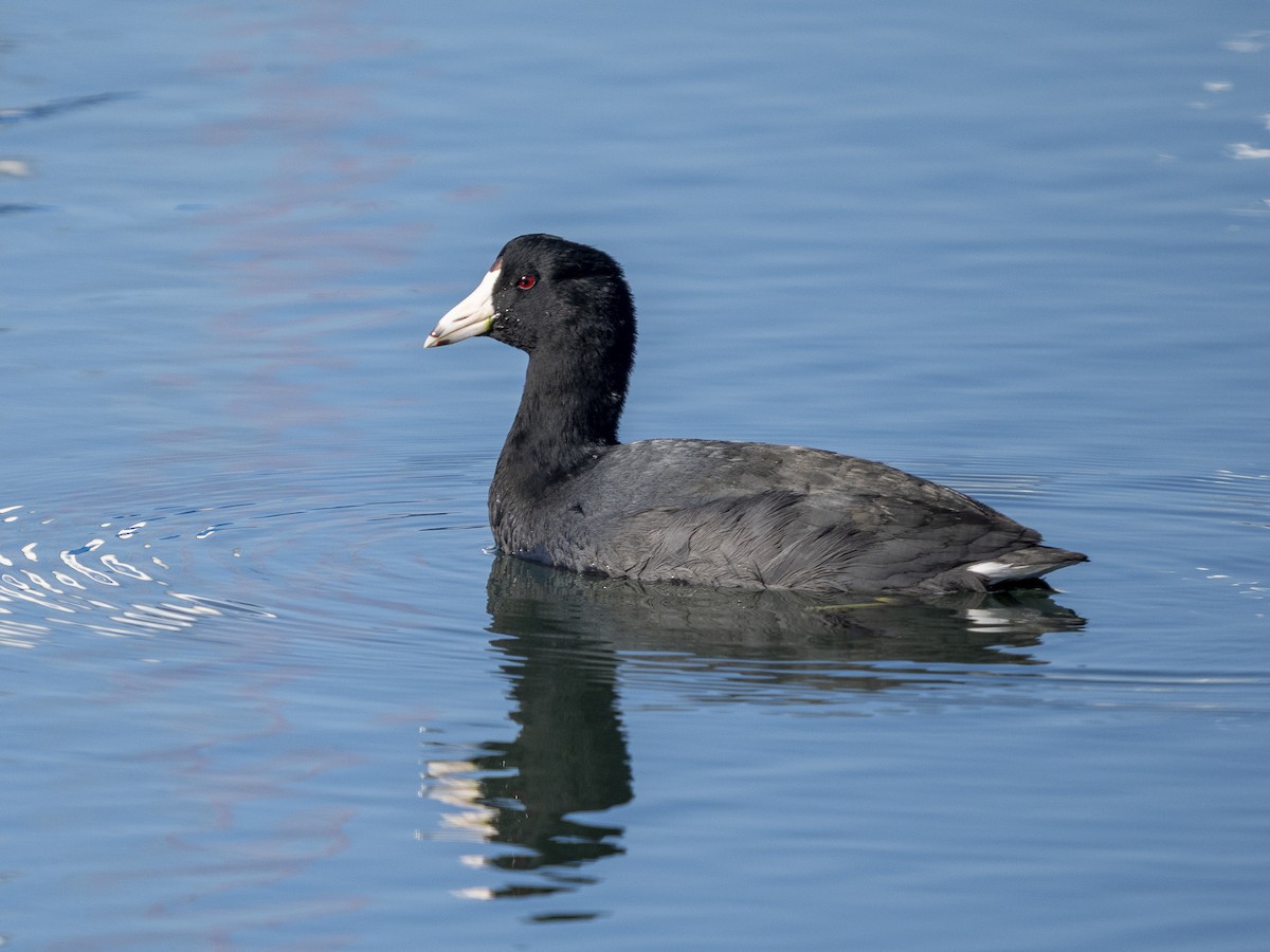 Amerika Mekesi - ML646366253