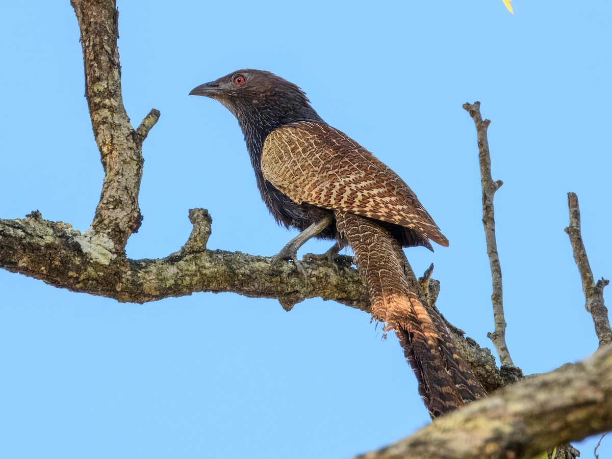 Sülün Kukalı [phasianinus grubu] - ML646366255