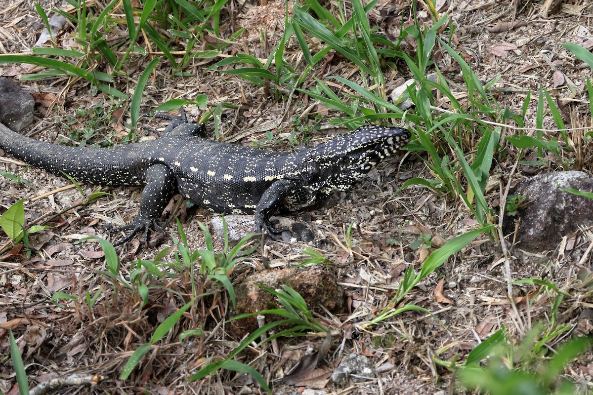 Animals - ML646366257