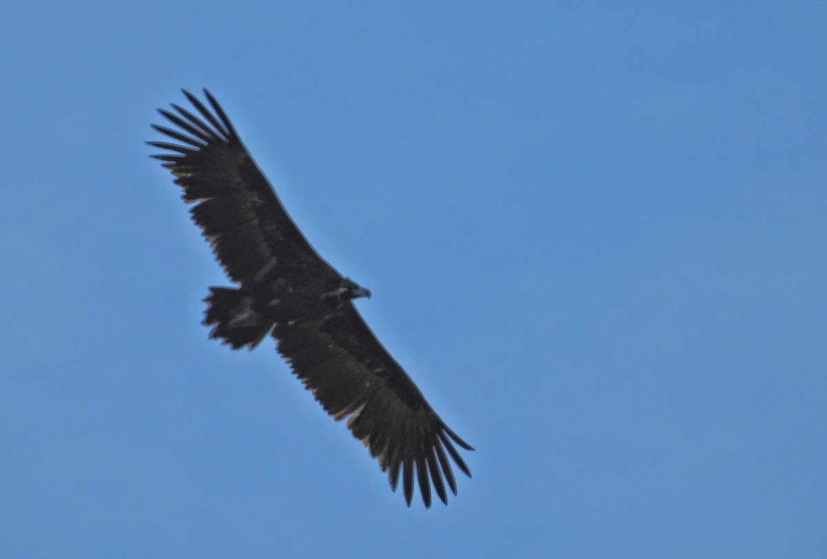 Kara Akbaba - ML646366258