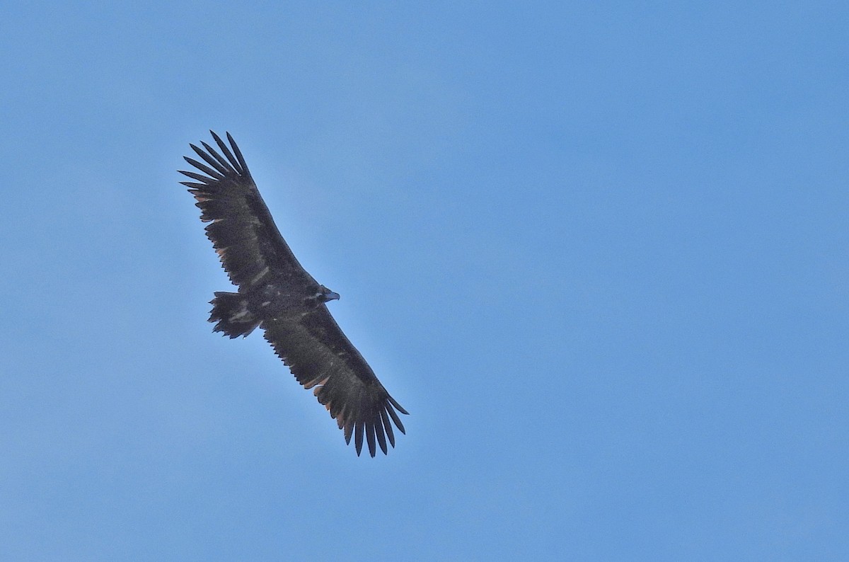 Kara Akbaba - ML646366259