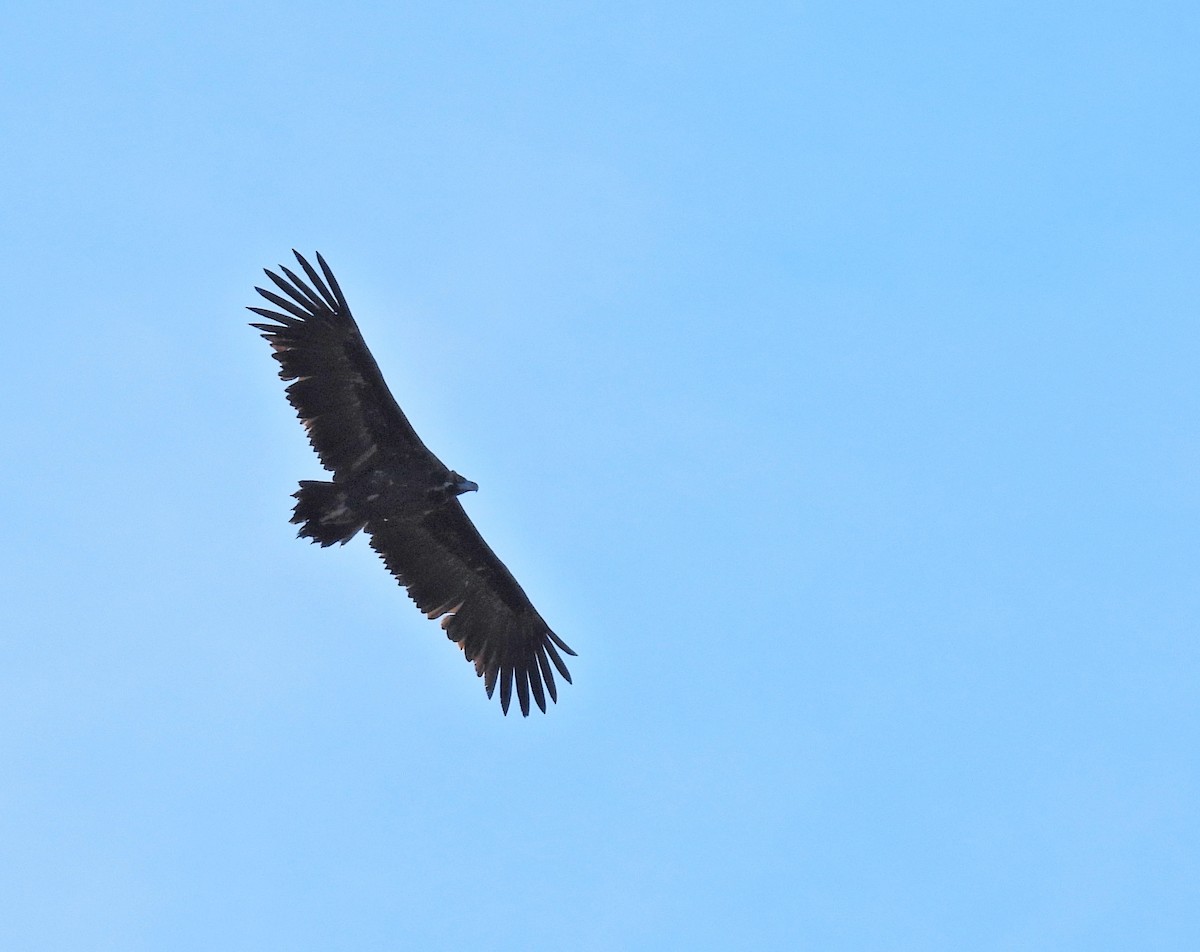 Kara Akbaba - ML646366260