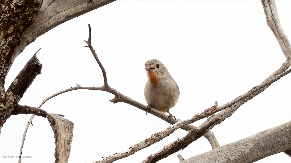 Kızıl Boğazlı Akantiz - ML646366262