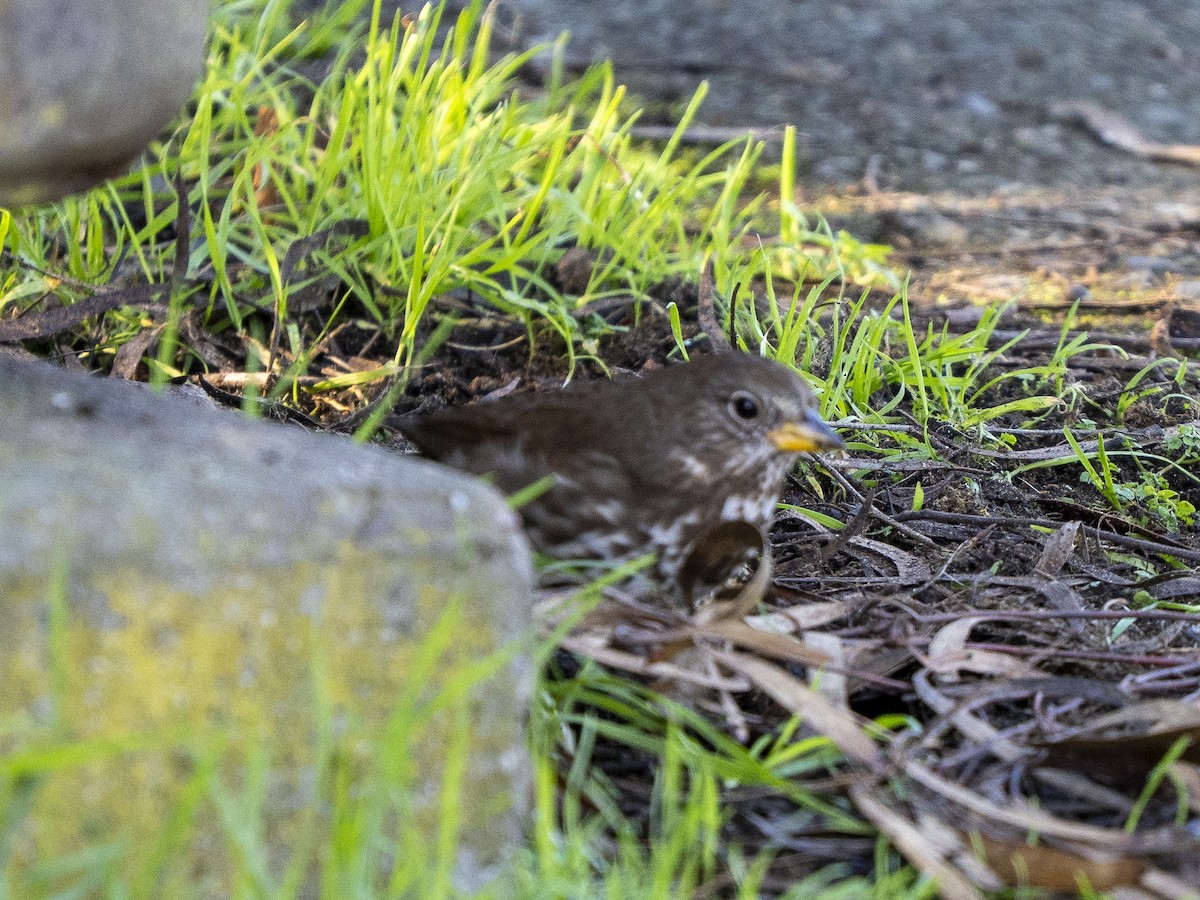 Tilki Renkli Serçe [unalaschcensis grubu] - ML646366263