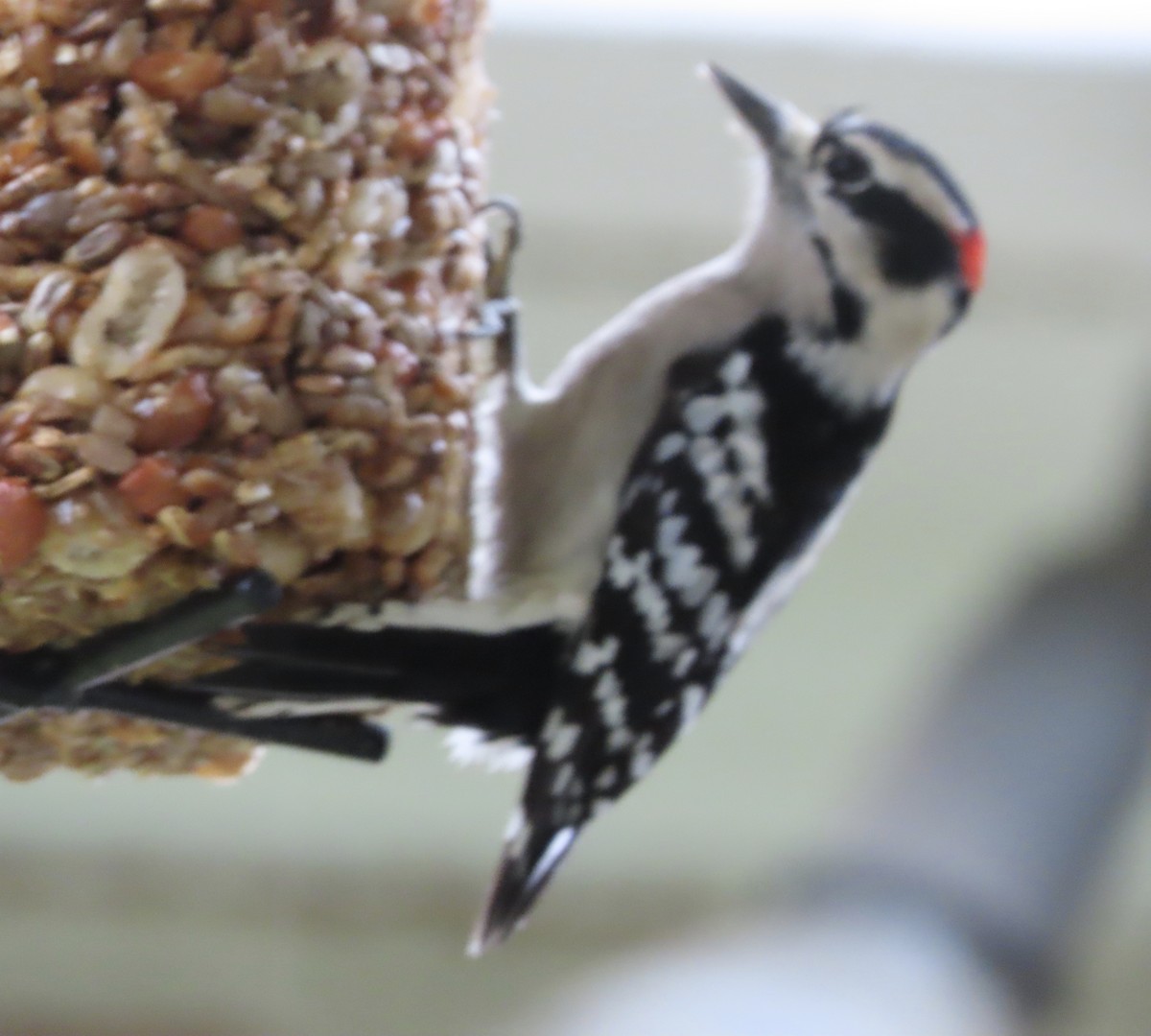 Yumuşak Tüylü Ağaçkakan - ML646366264