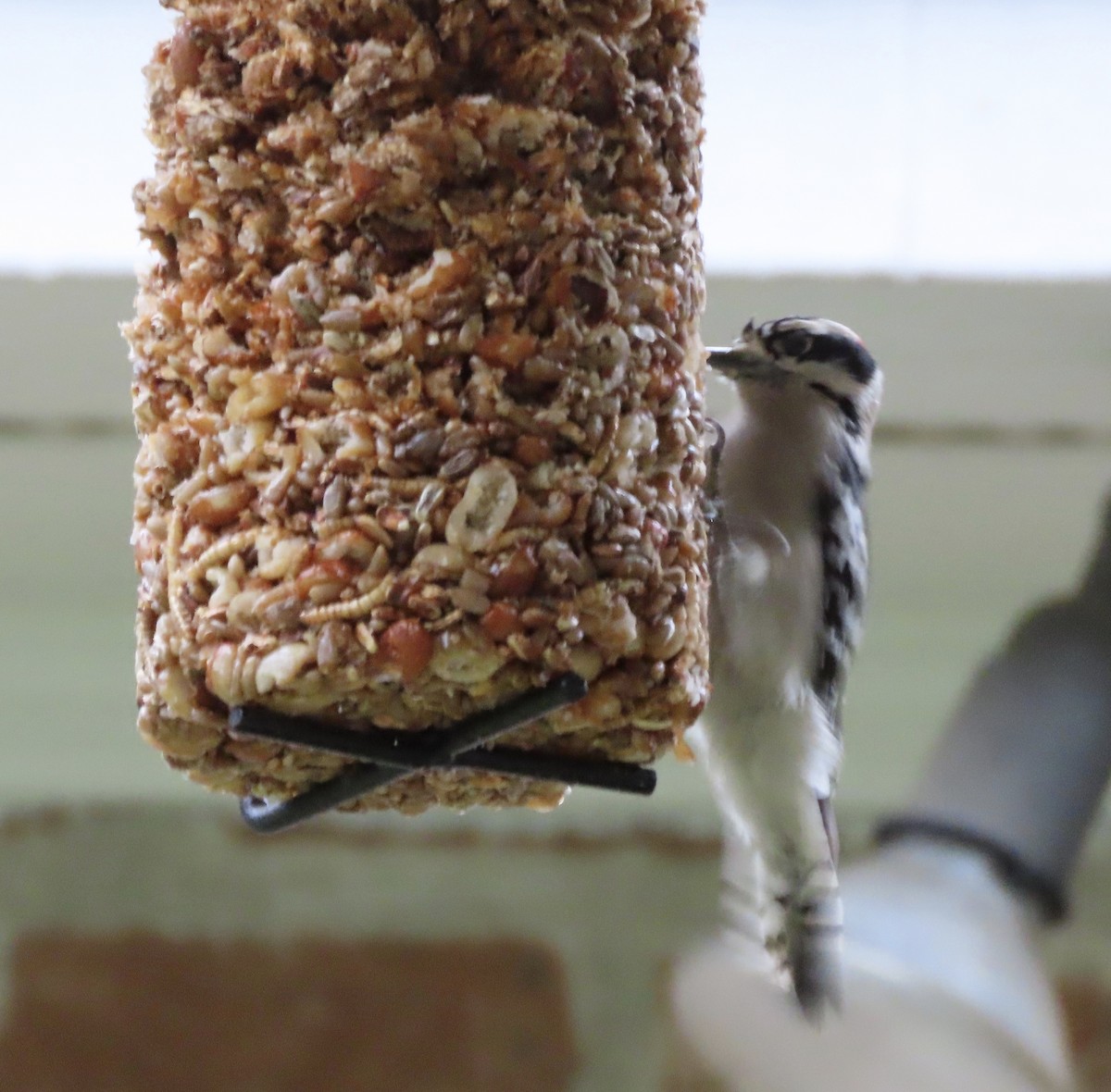 Yumuşak Tüylü Ağaçkakan - ML646366265