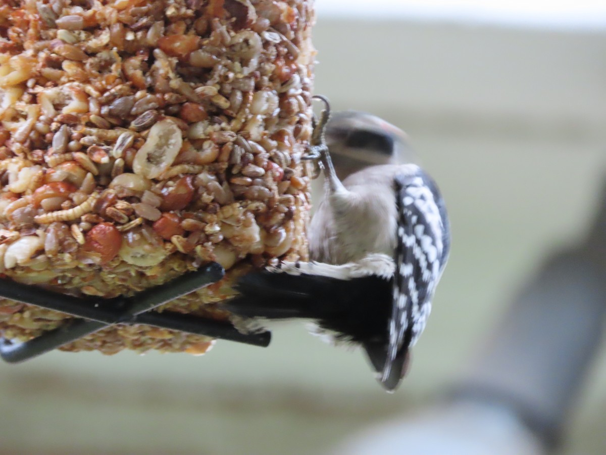 Yumuşak Tüylü Ağaçkakan - ML646366266