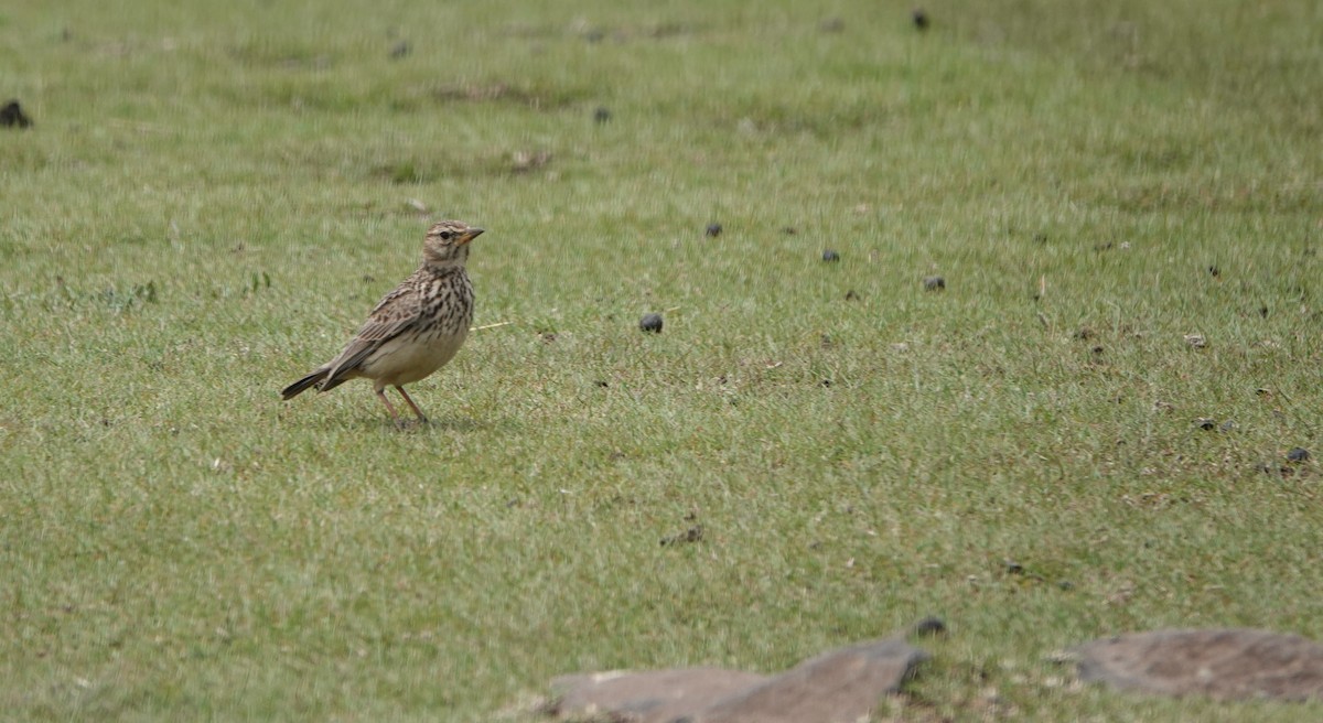 İri Gagalı Toygar - ML646366269