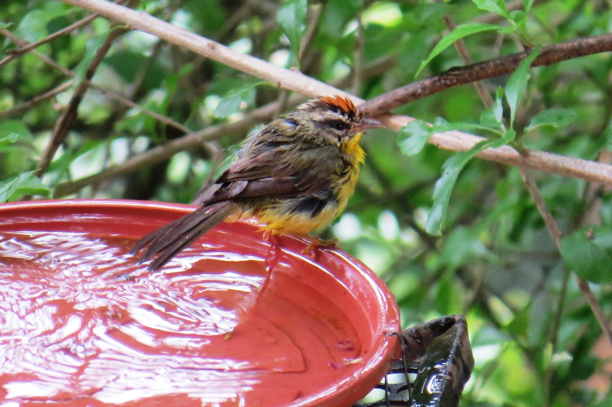 Altın Taçlı Ötleğen - ML646366270