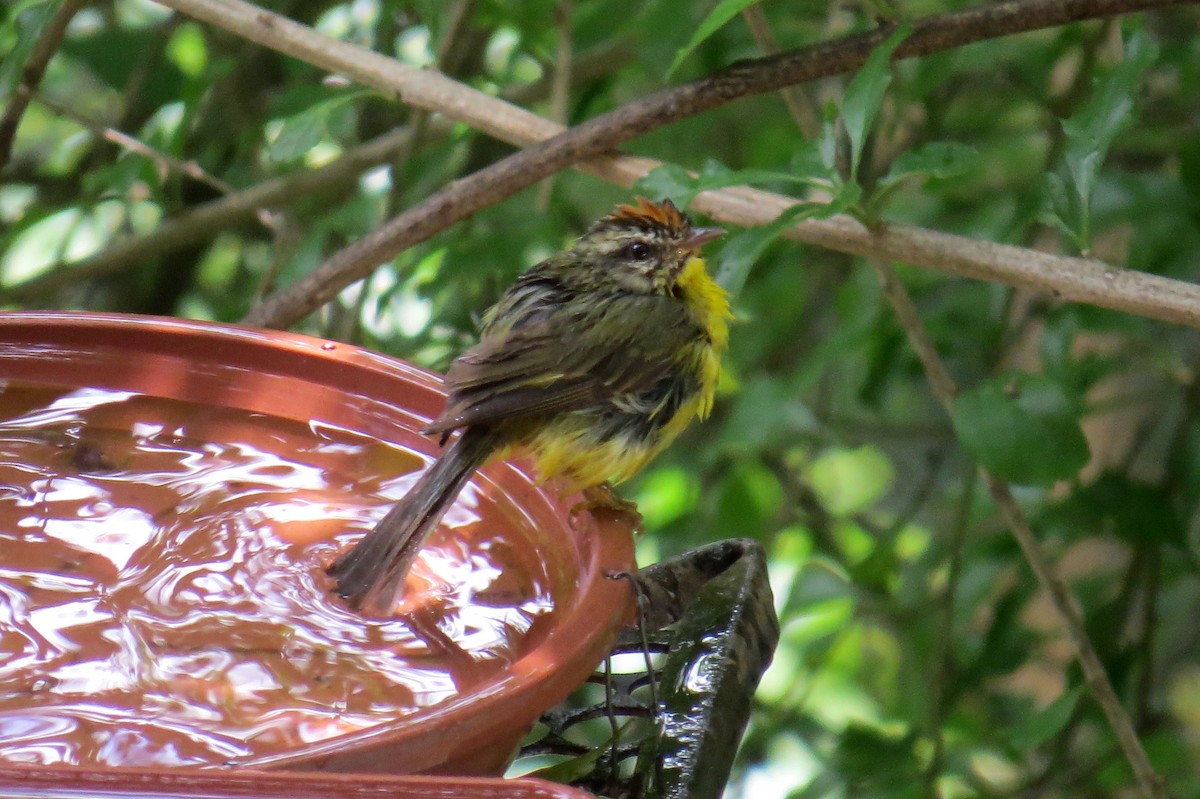 Altın Taçlı Ötleğen - ML646366271