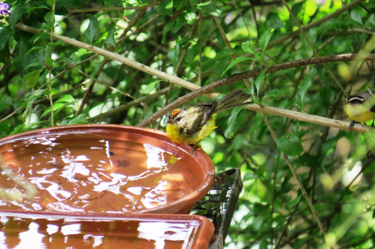 Altın Taçlı Ötleğen - ML646366272