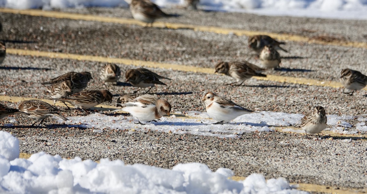 Alaca Çinte - ML646366273