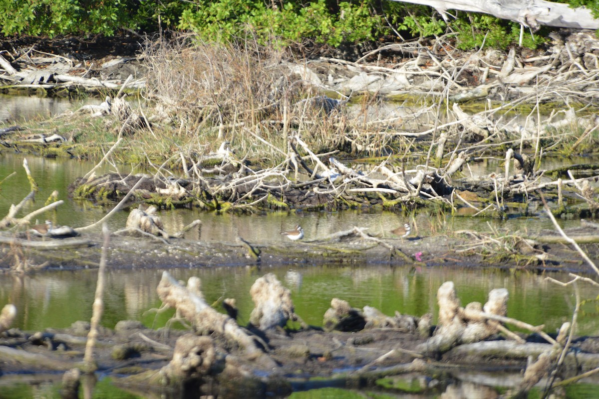 Çayır Cılıbıtı - ML646366276