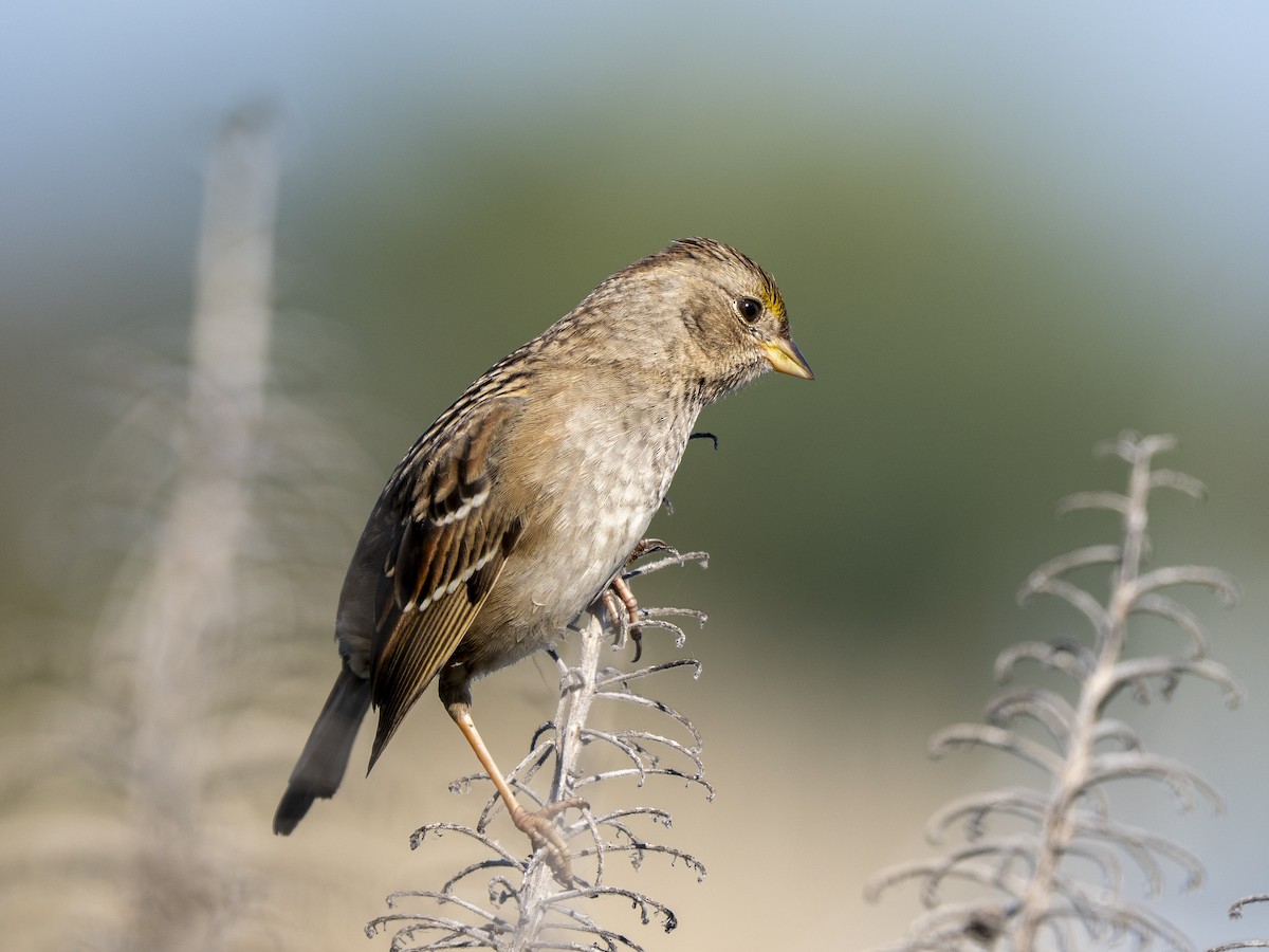 Sarı Tepeli Serçe - ML646366277