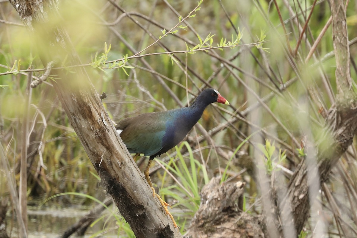 Малая султанка - ML646366278