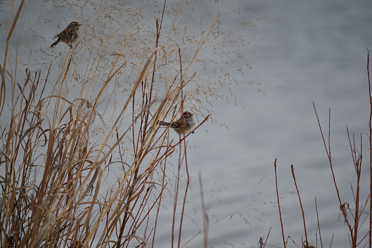 Hudson Körfezi Serçesi - ML646366279