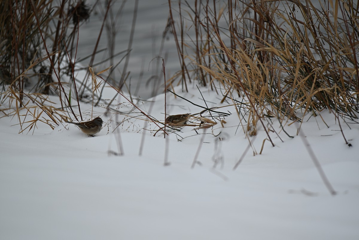 Hudson Körfezi Serçesi - ML646366280