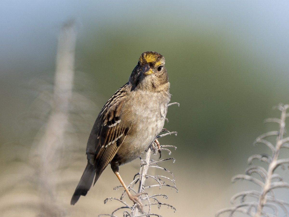 Golden-crowned Sparrow - ML646366287