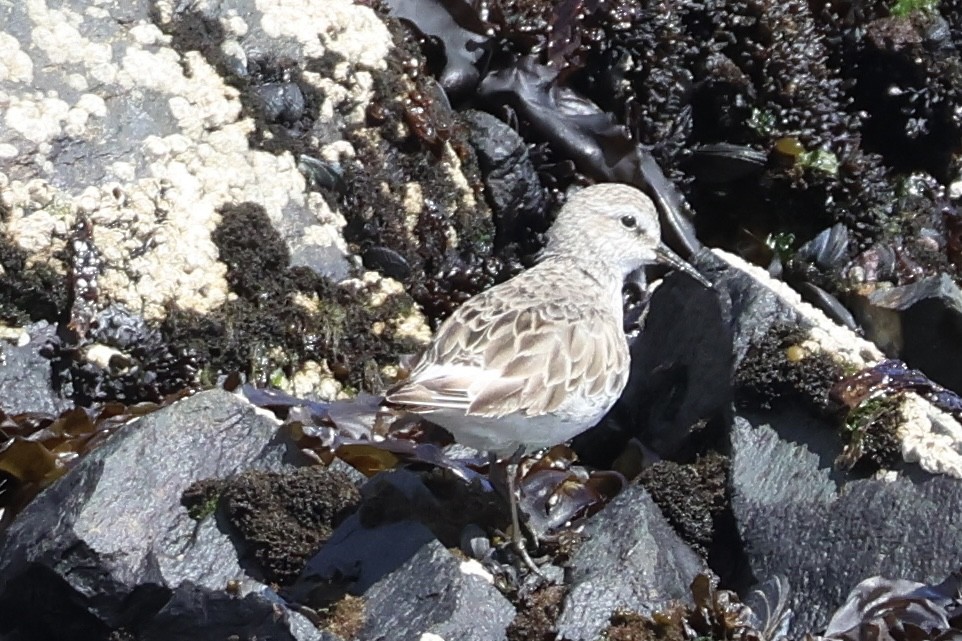 Weißbürzel-Strandläufer - ML646366292