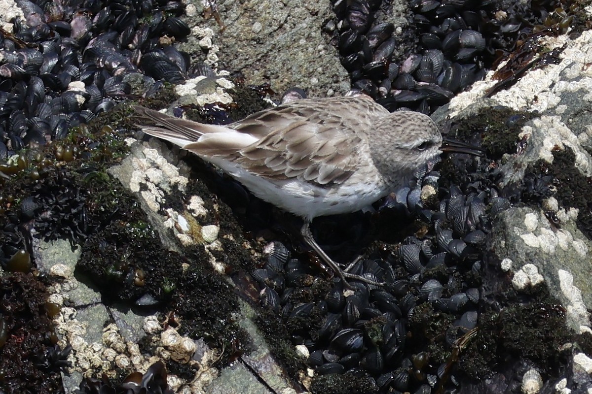 Weißbürzel-Strandläufer - ML646366293