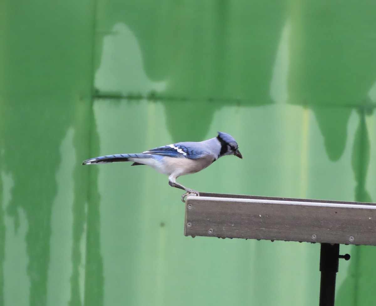 Geai bleu - ML646366294