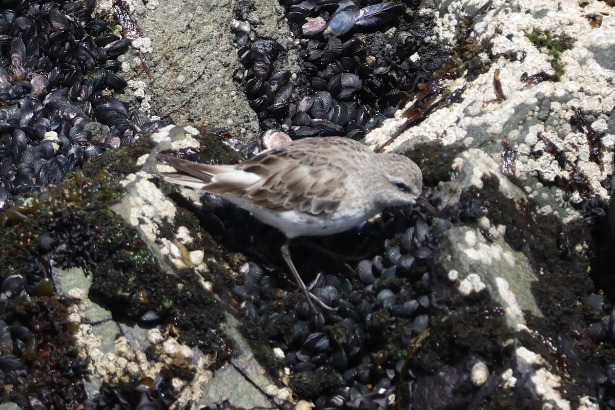 Weißbürzel-Strandläufer - ML646366295