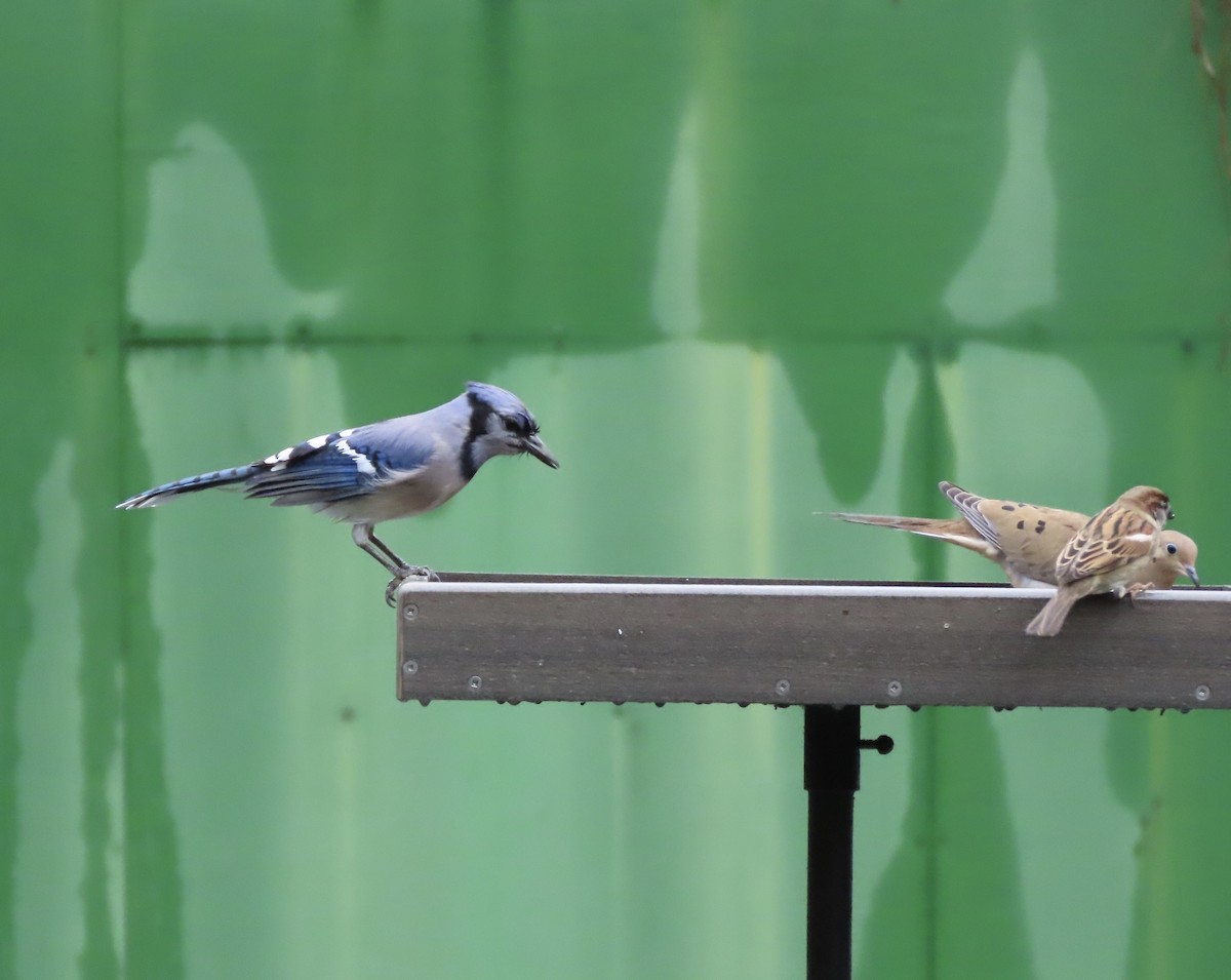 Geai bleu - ML646366296