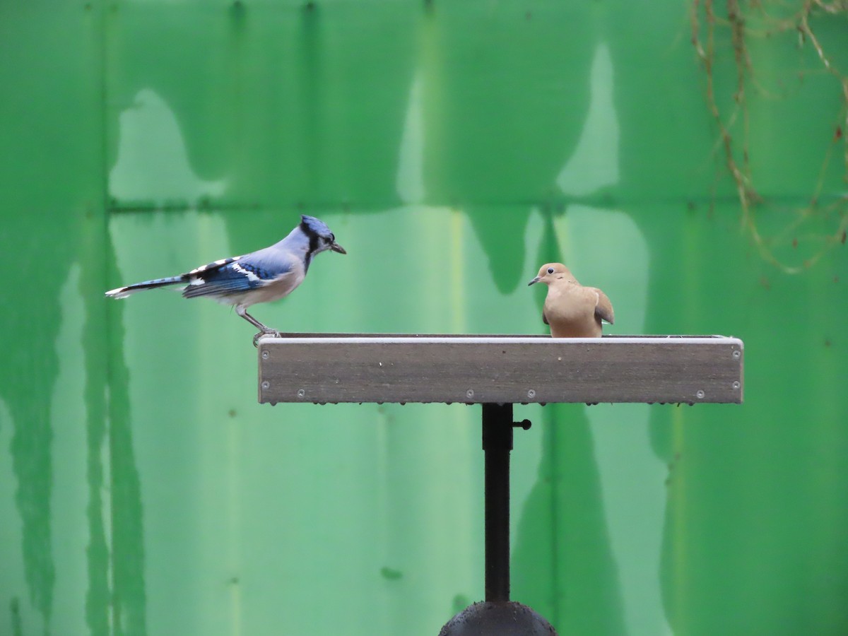 Geai bleu - ML646366297