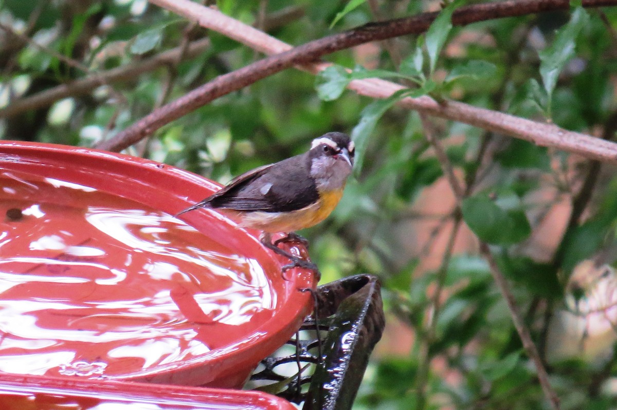 Bananaquit - ML646366299